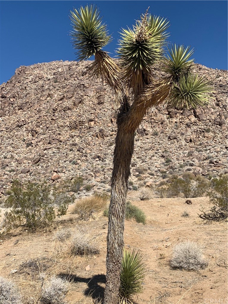 0 Turtle Road Joshua Tree, CA 92252 - Photo 1 of 1