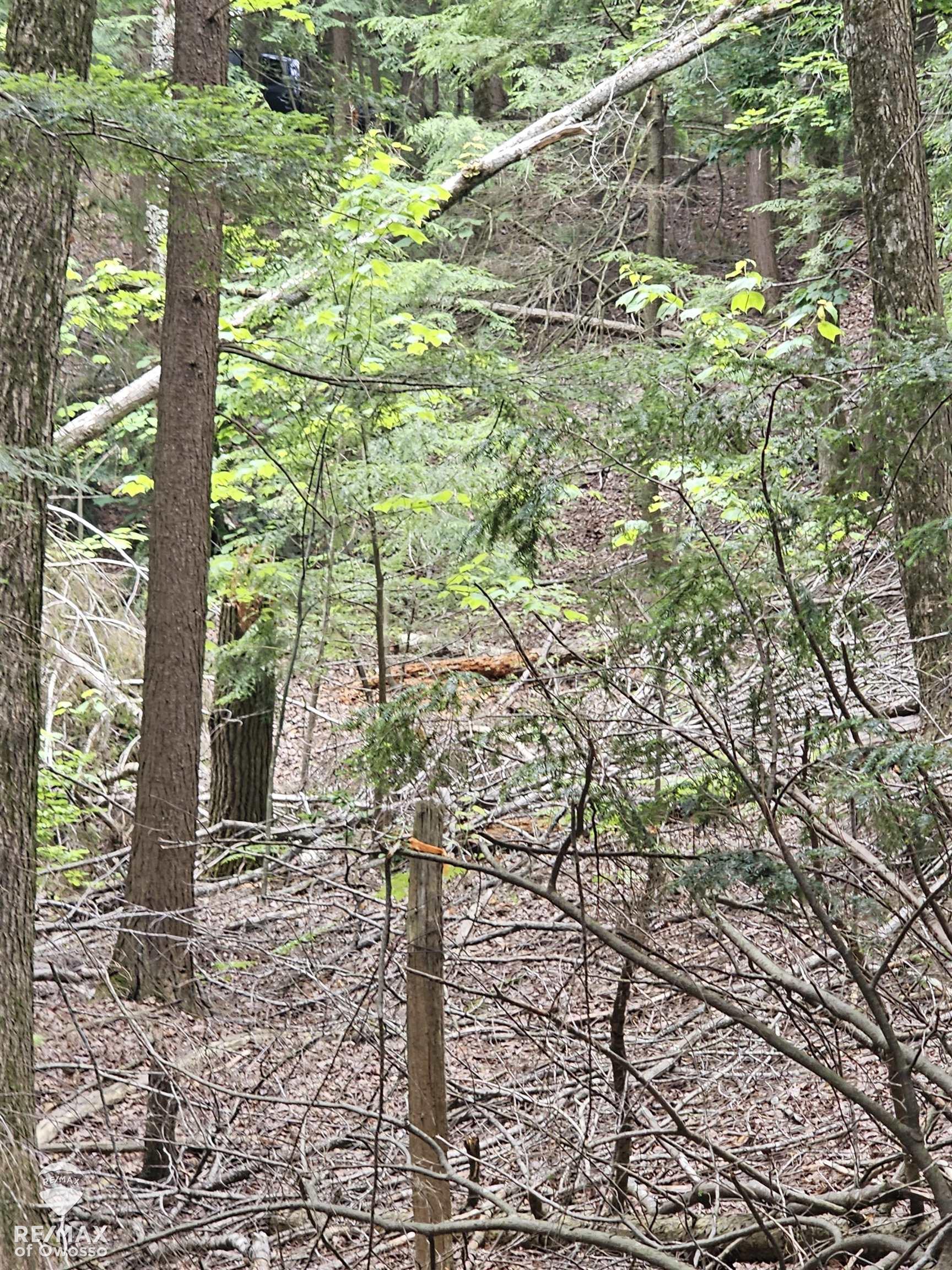 Spile Dam Road Millersburg, MI 49759 - Photo 10 of 16