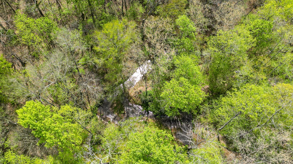 2001 Big Creek Road Ellijay, GA 30536 - Photo 72 of 73 a view of a lush green forest