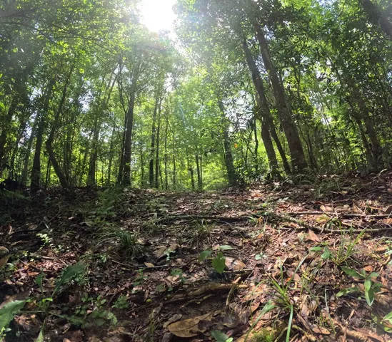 $850,000 | 1608 Highway 586, Foxworth, MS 39483