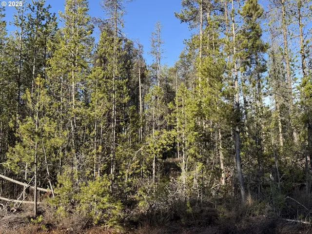 a view of a forest with a tree
