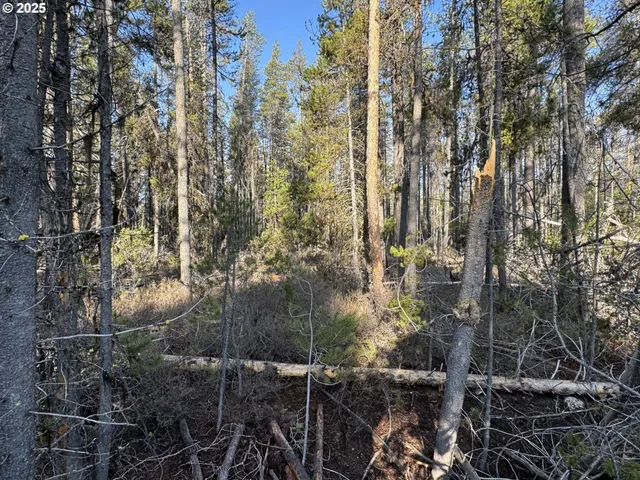 a view of a forest with trees