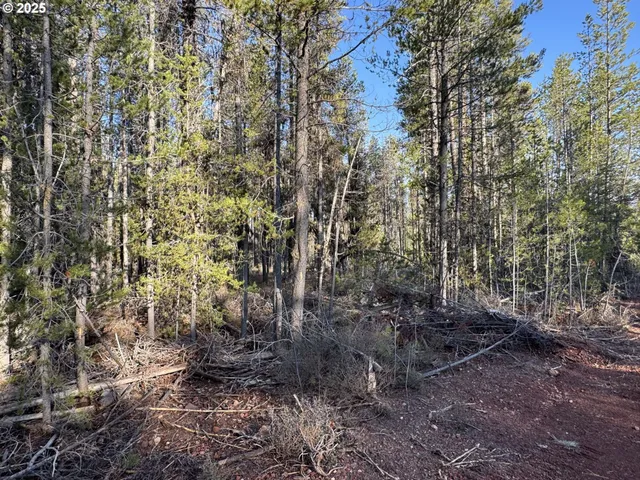 a view of a yard with trees
