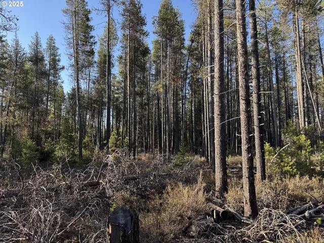 a view of a backyard with potted plants and large trees