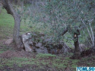 42595 North Fork Drive Three Rivers, CA 93271 - Photo 19 of 35 PROERTY OFFERS WONDERFUL NATIVE TREES AN