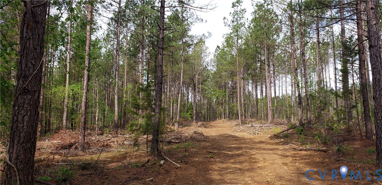 75-acres Winningham Road Crewe, VA 23930 - Photo 11 of 13 The property features a wooded landscape with nume