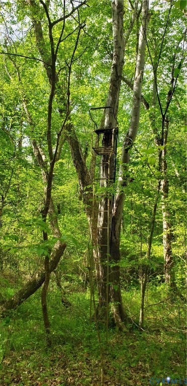75-acres Winningham Road Crewe, VA 23930 - Photo 12 of 13 The property features a wooded area with mature tr