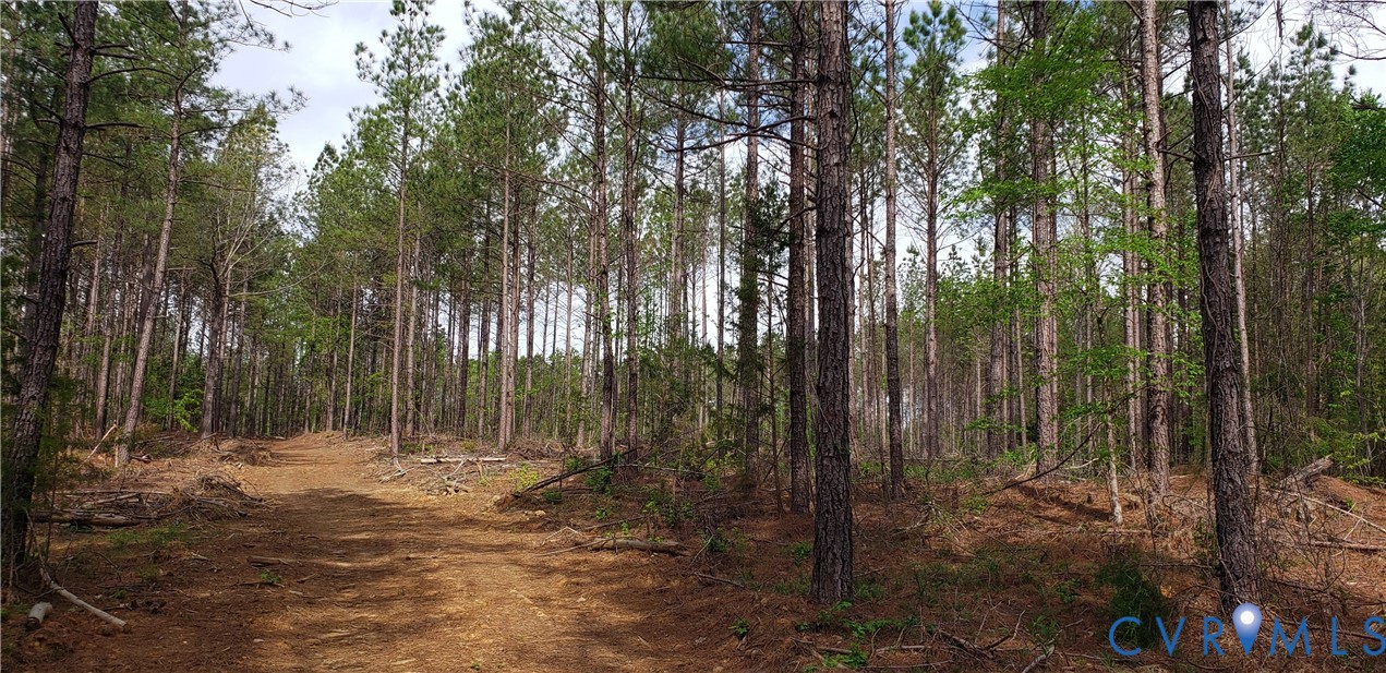 75-acres Winningham Road Crewe, VA 23930 - Photo 10 of 13 The property features a wooded landscape with nume