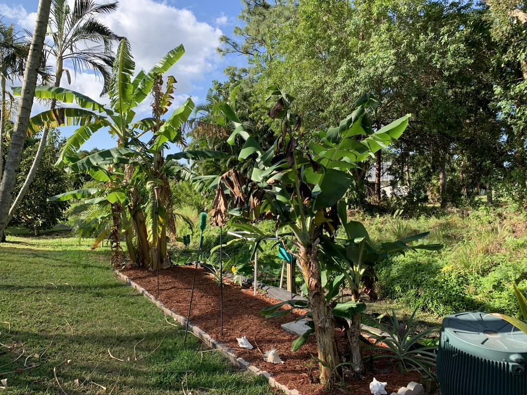 2456 Southeast Springtree Place Stuart, FL 34997 - Photo 24 of 28 Need Banana, just walk to your back yard