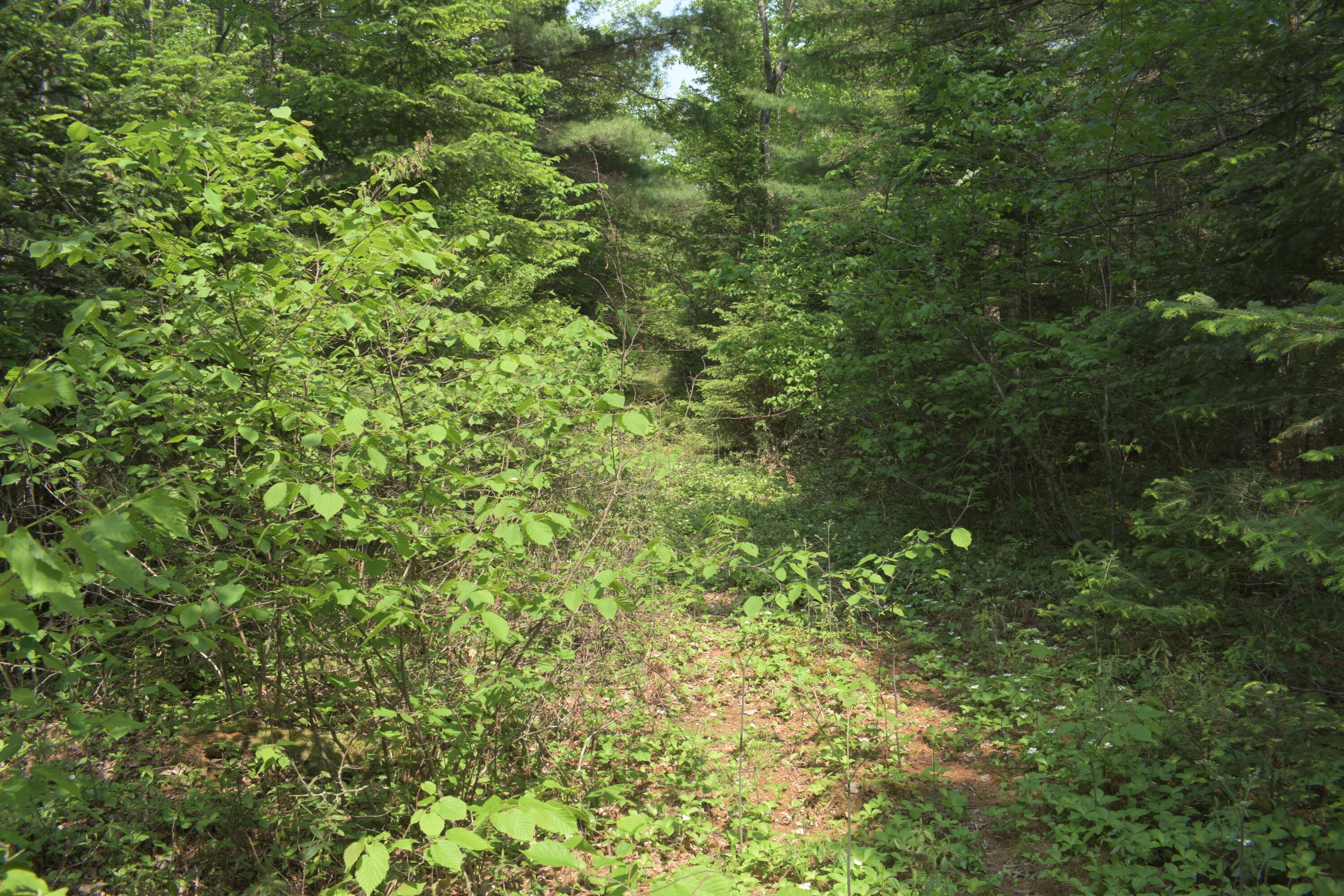 Lot 3-2 Milbridge Road Cherryfield, ME 04622 - Photo 13 of 17 Grassy Trail
