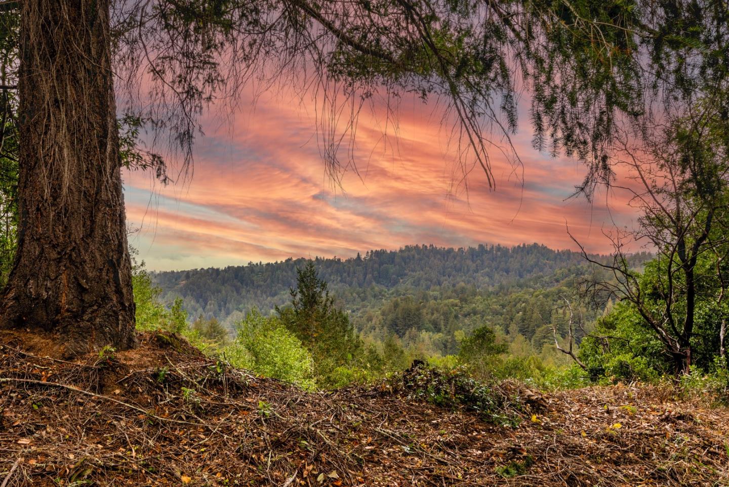 2345 Laurel Glen Road Soquel, CA 95073 - Photo 40 of 63 a view of a yard with a tree