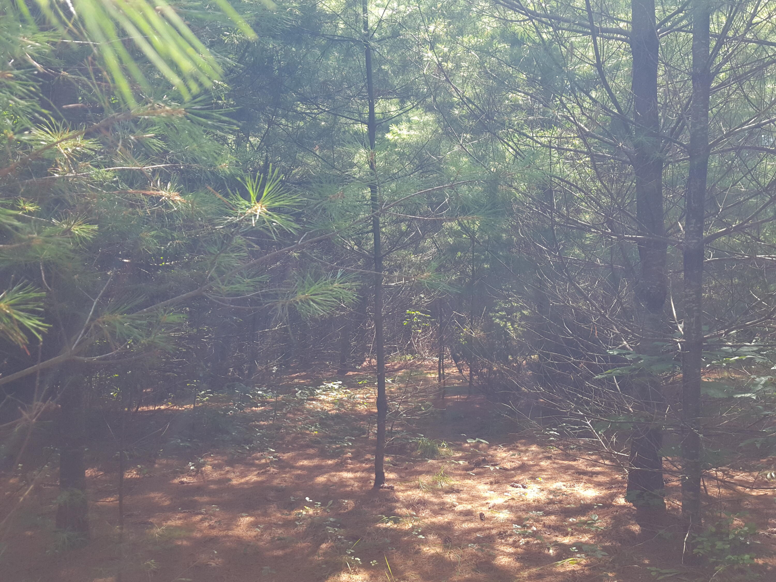 Lot#12 Harrison Road Naples, ME 04055 - Photo 8 of 13 20240807_122221
