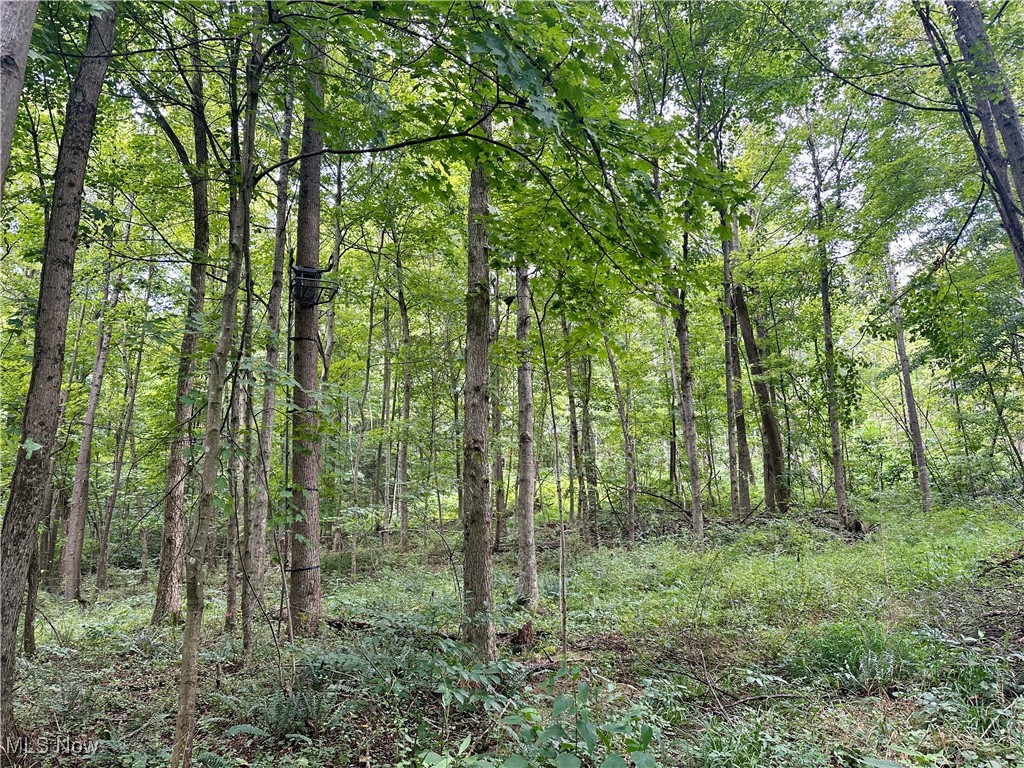 325 North Fork Road New Matamoras, OH 45767 - Photo 18 of 50 View of woods