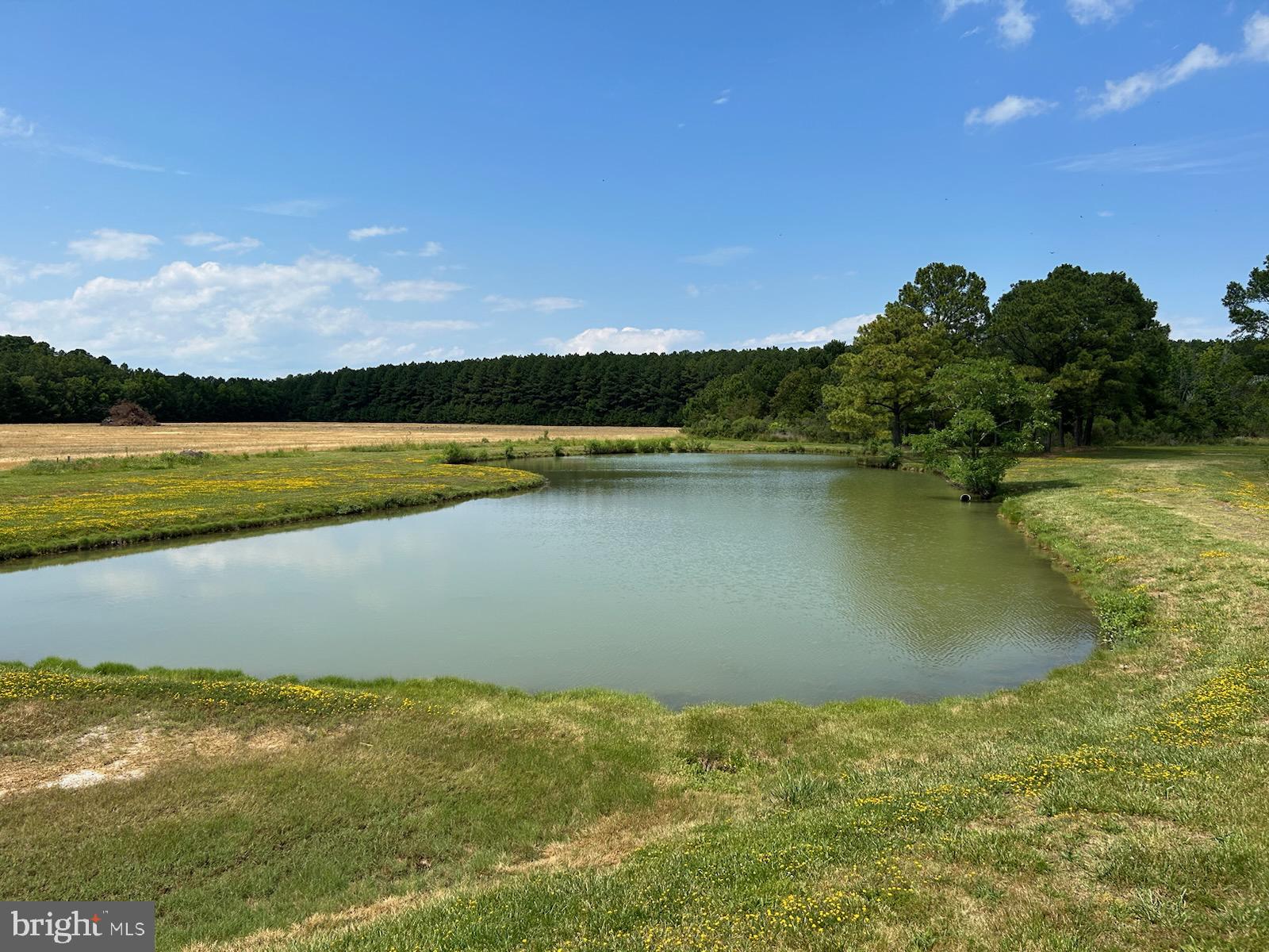 5619 Cassons Neck Road Cambridge, MD 21613 - Photo 38 of 46 pond