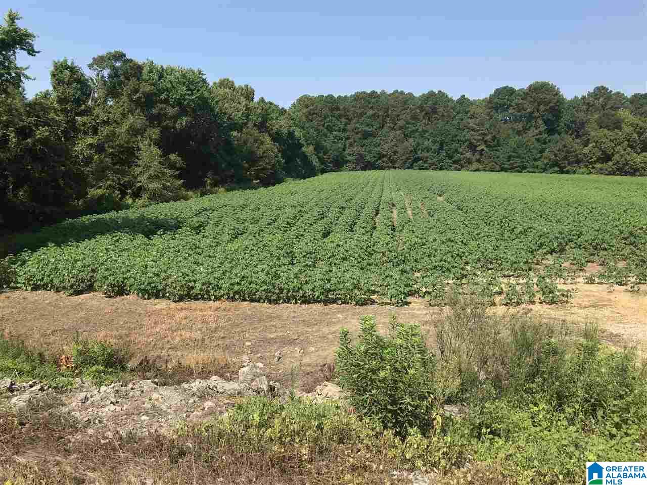 31 County Road, Unit METES Centre, AL 35960 - Photo 7 of 13
