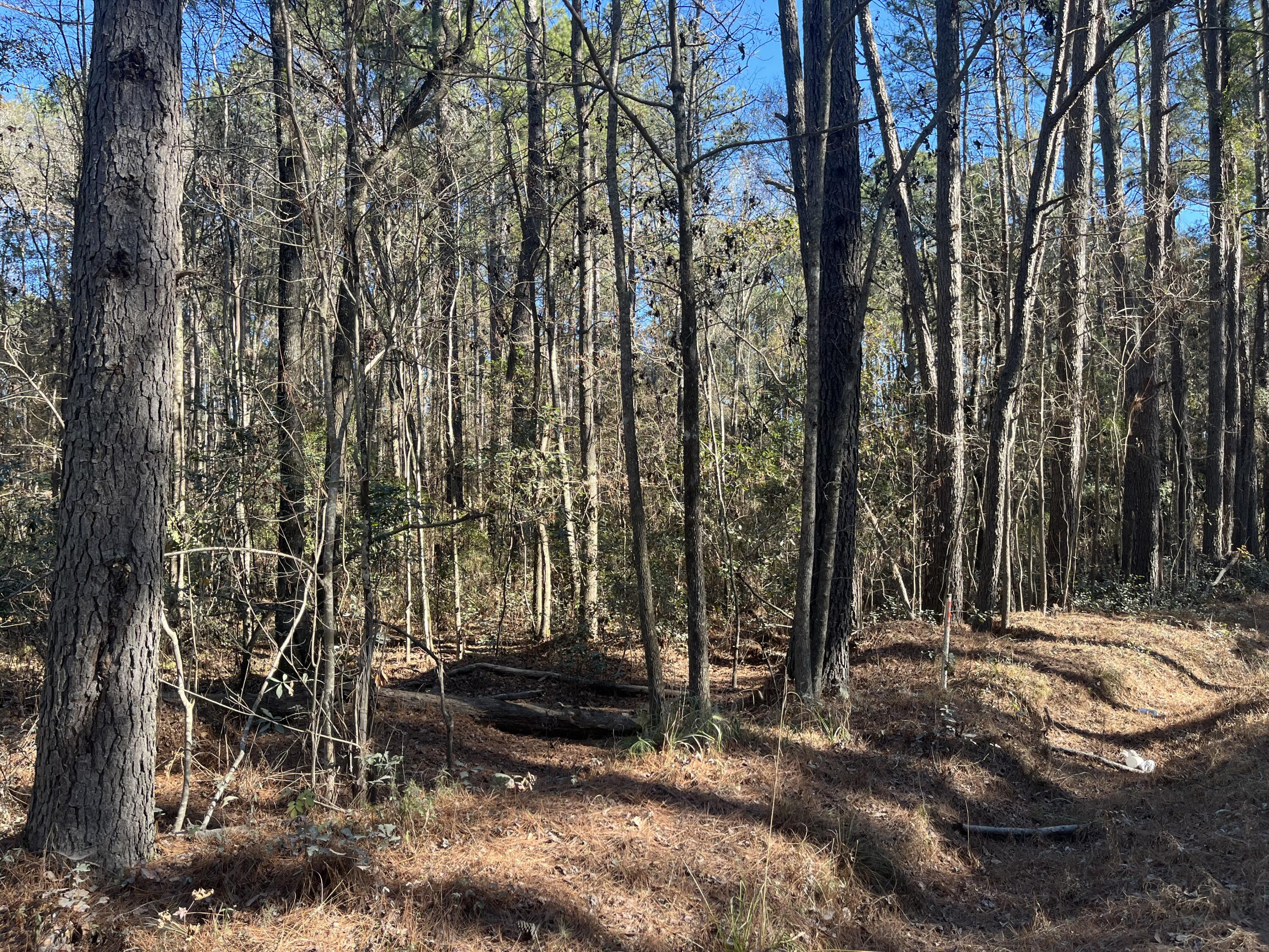 0 Brittlebank Road Walterboro, SC 29488 - Photo 3 of 9 IMG_4661