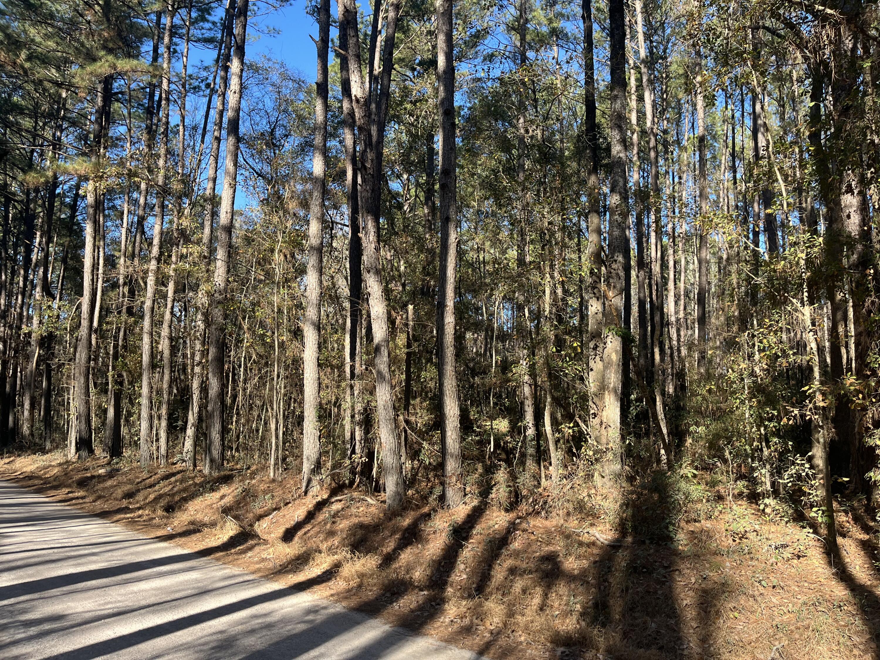 0 Brittlebank Road Walterboro, SC 29488 - Photo 4 of 9 IMG_4653