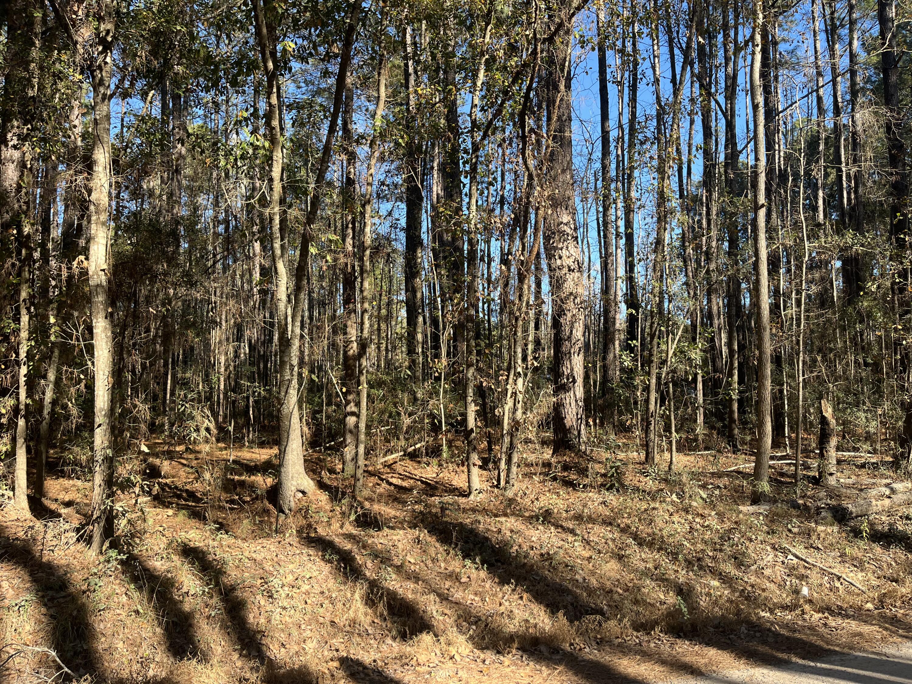 0 Brittlebank Road Walterboro, SC 29488 - Photo 5 of 9 IMG_4655