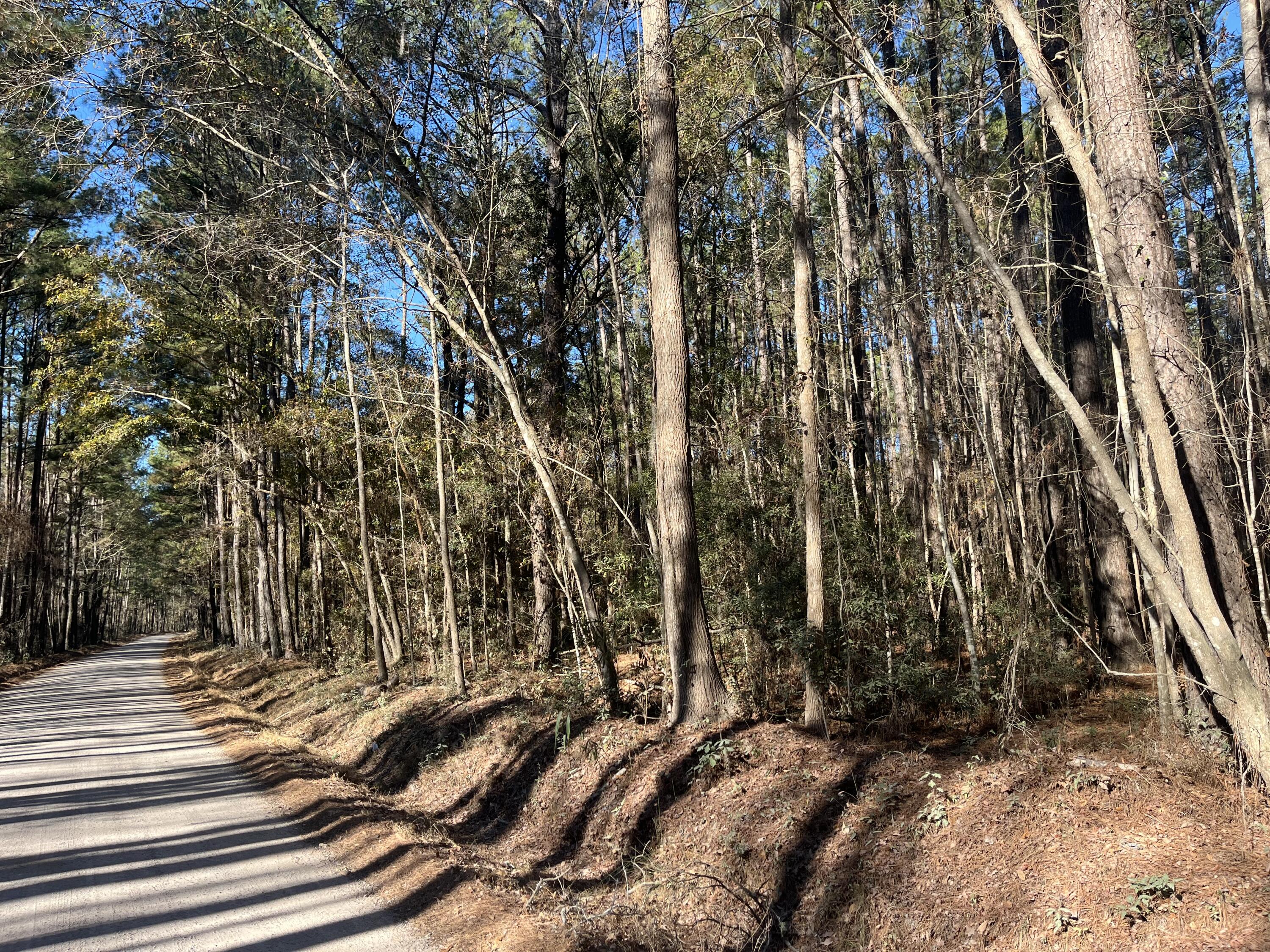 0 Brittlebank Road Walterboro, SC 29488 - Photo 6 of 9 IMG_4652