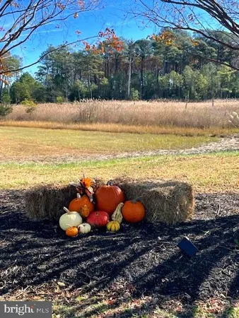 a view of a backyard with plants and a patio