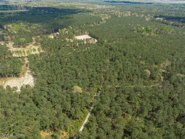 a view of a forest with trees