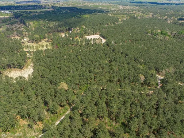 a view of a forest with a tree