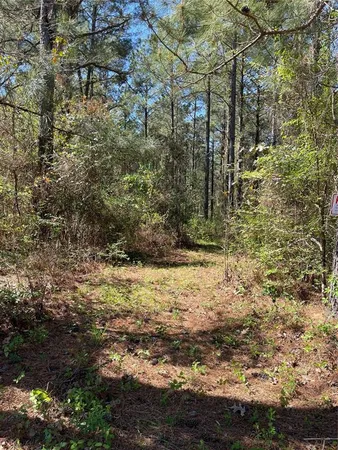 a view of a forest with a tree