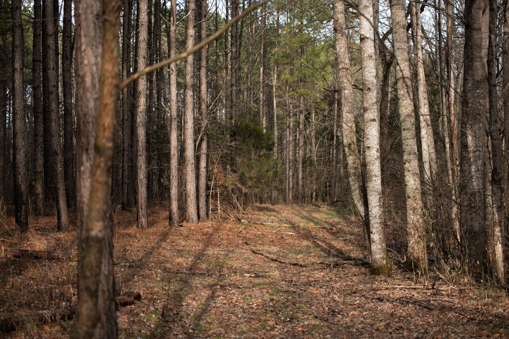 680 Morrell Road Pulaski, TN 38478 - Photo 48 of 71 Gallery Image 48