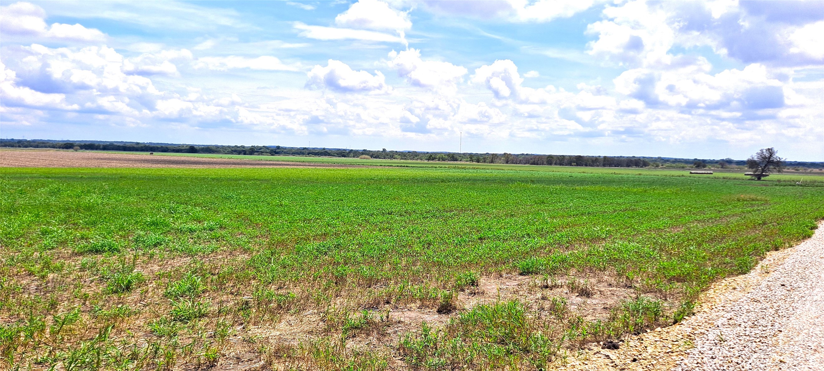 3135 Cr 432 Road Thorndale, TX 76577 - Photo 3 of 9 a view of a big yard with plants and a lake view