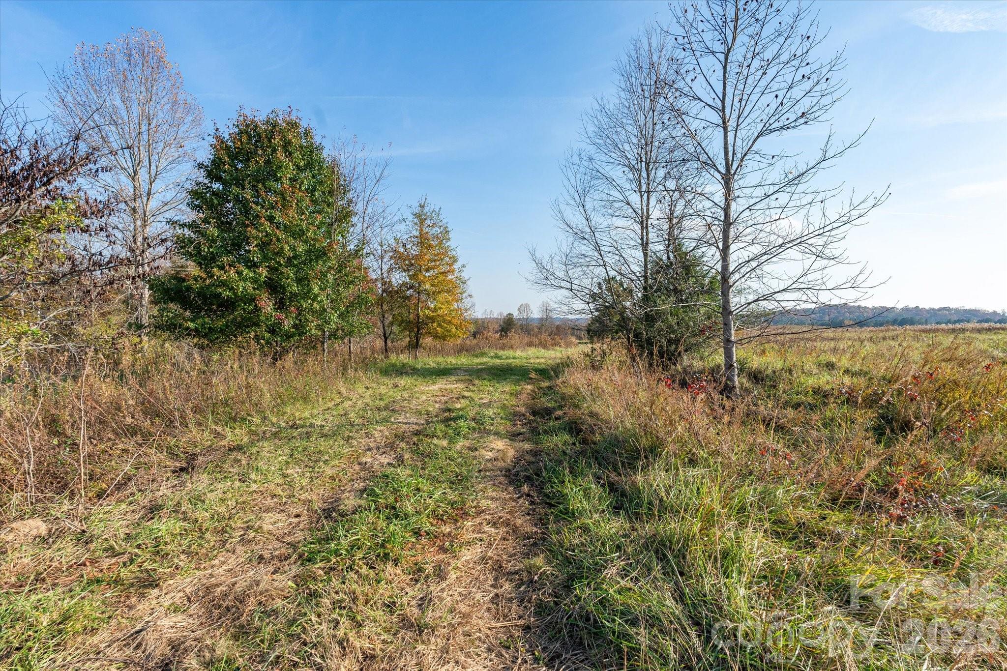 1888 Pea Ridge Road Mill Spring, NC 28756 - Photo 15 of 31 a view of a yard covered with trees