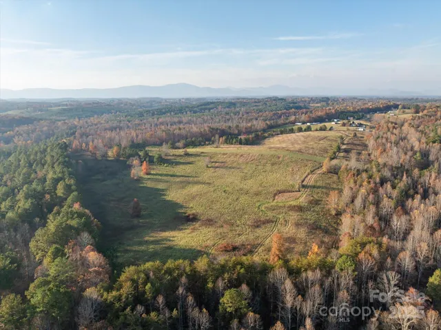 a view of a forest with a tree