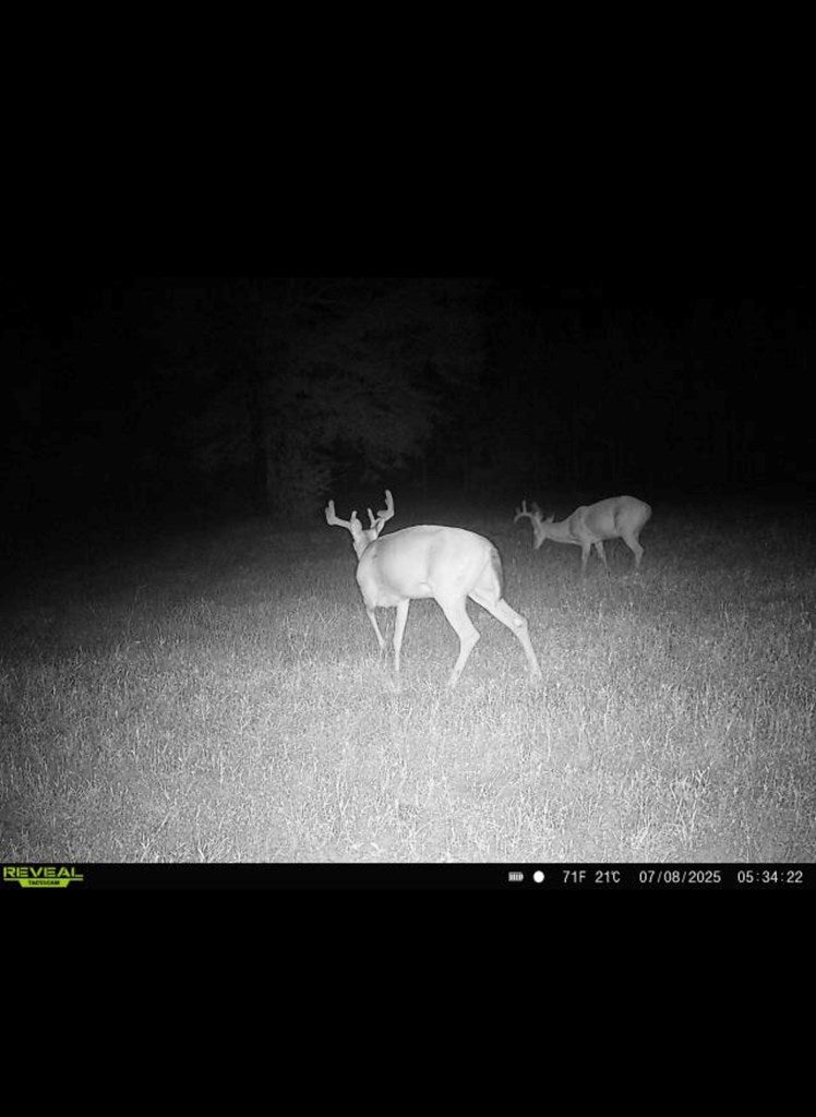 215 Harper Road Coleman, GA 39836 - Photo 23 of 49 Gallery Image 23
