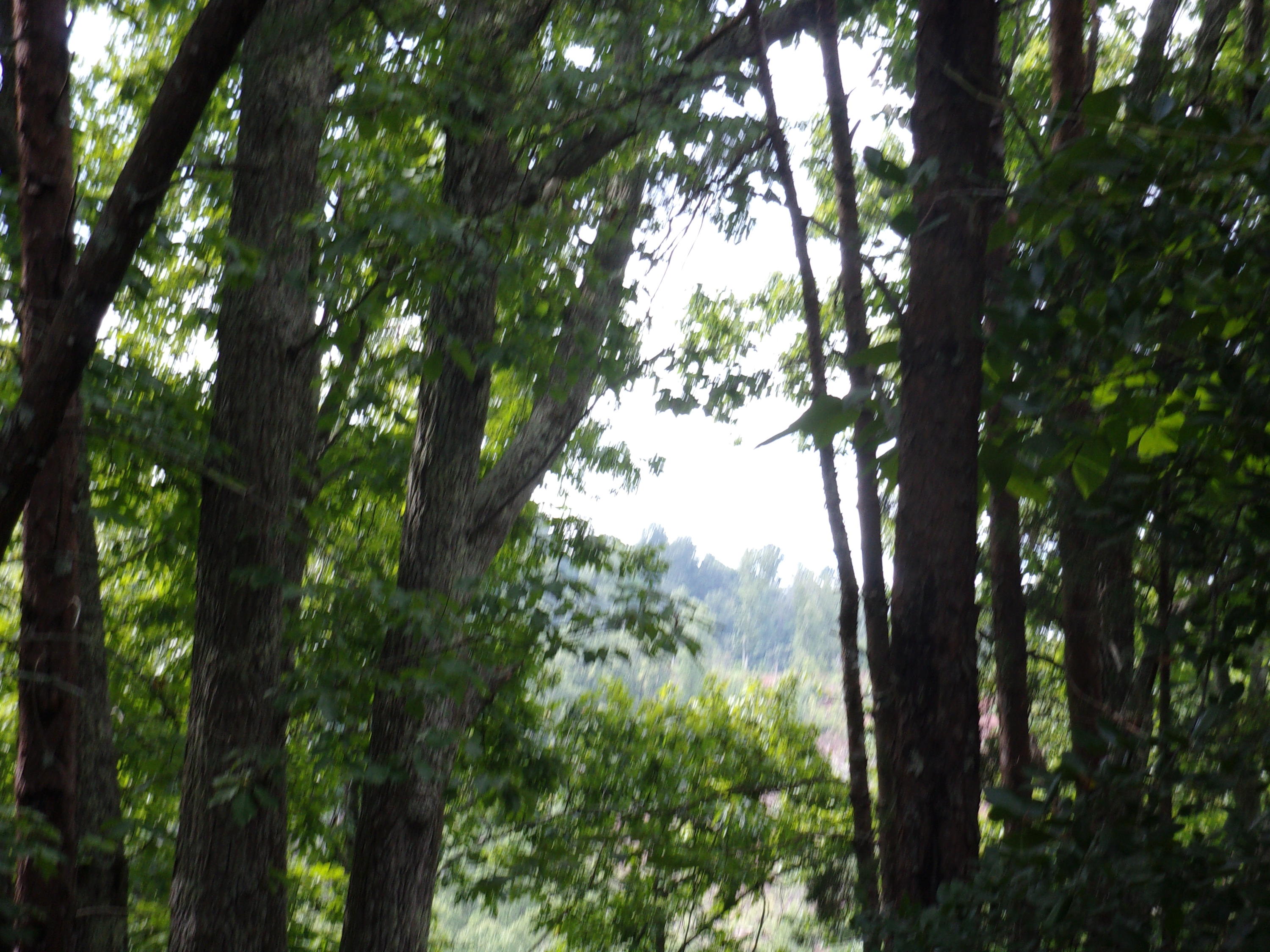 Acorn Gap Road Sweetwater, TN 37874 - Photo 11 of 15 100_0074