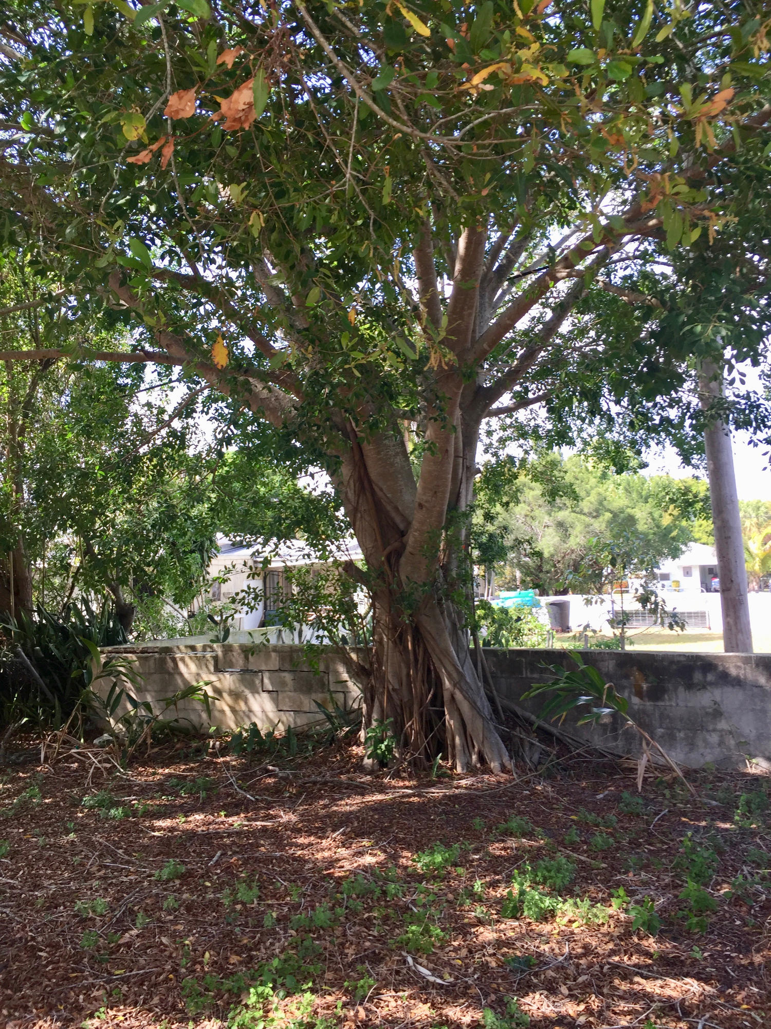 1007 Colonial Road Fort Pierce, FL 34950 - Photo 4 of 36 B:Y TREE