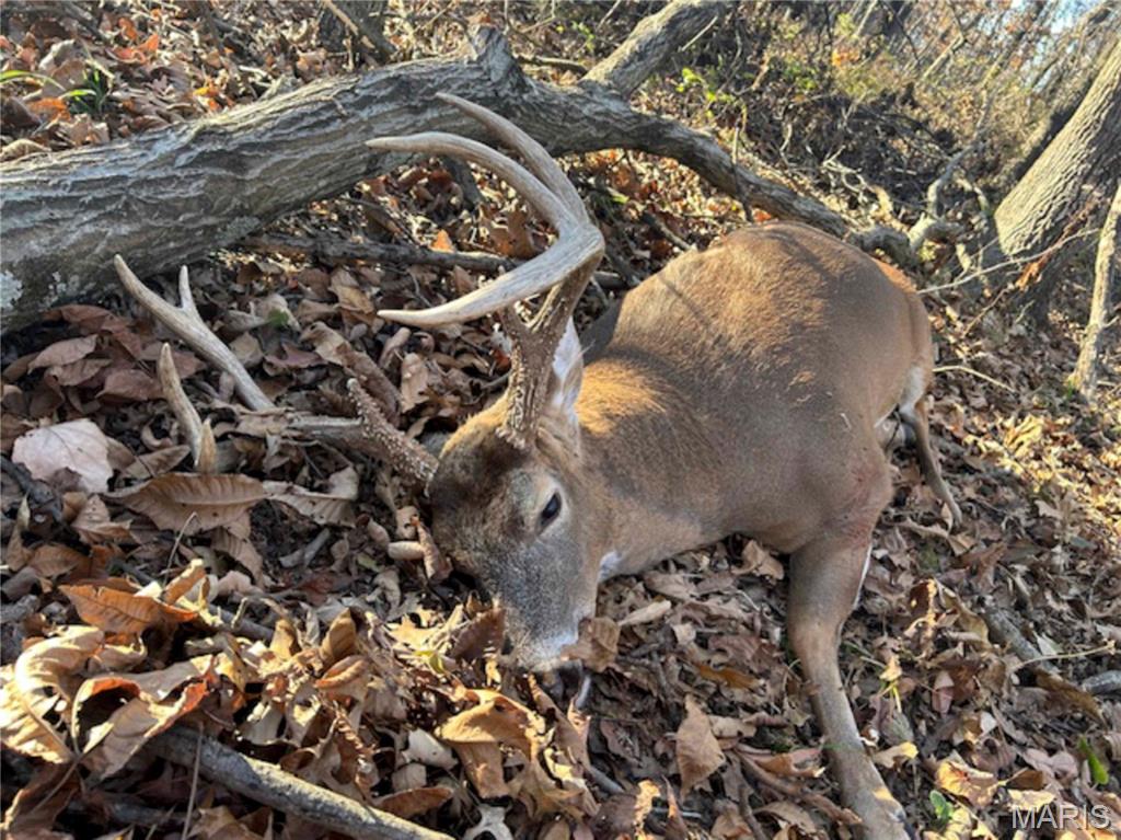 2 Whitetail Rdg Road Eolia, MO 63344 - Photo 58 of 89