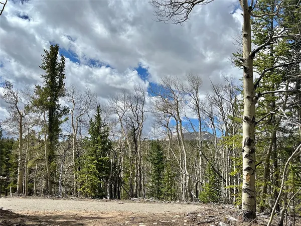 a view of a forest with trees