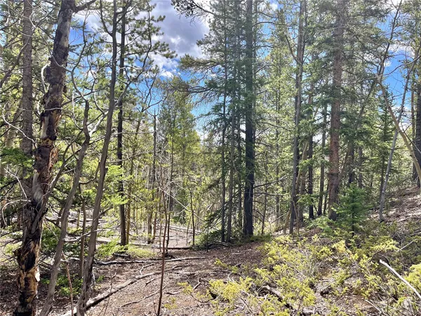 a view of a forest filled with trees