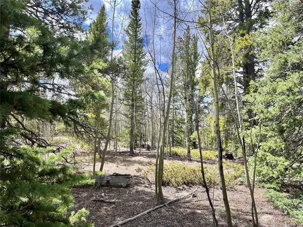 a view of forest