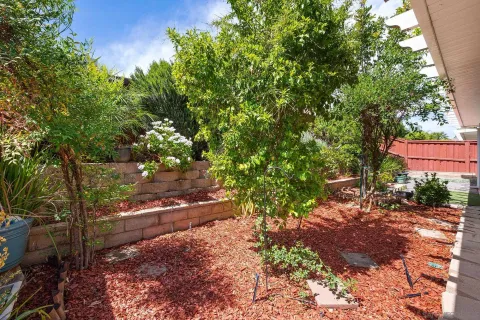 a view of a yard with plants and large trees