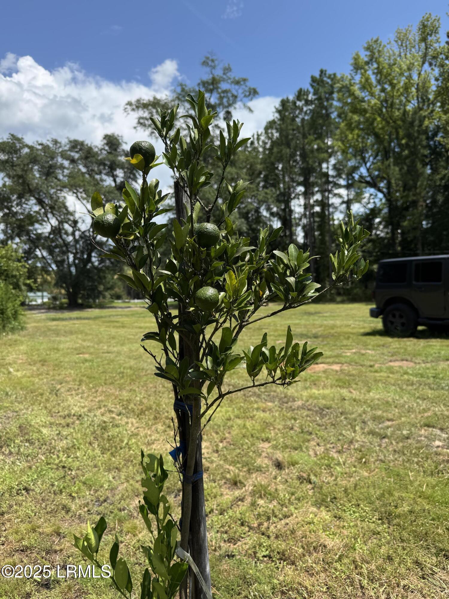661 County Rd S-25-703 Estill, SC 29918 - Photo 36 of 37 IMG_4341