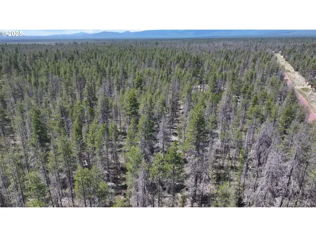 a black and white photo of a forest