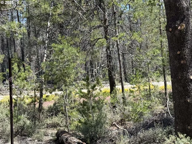 a big yard with lots of trees