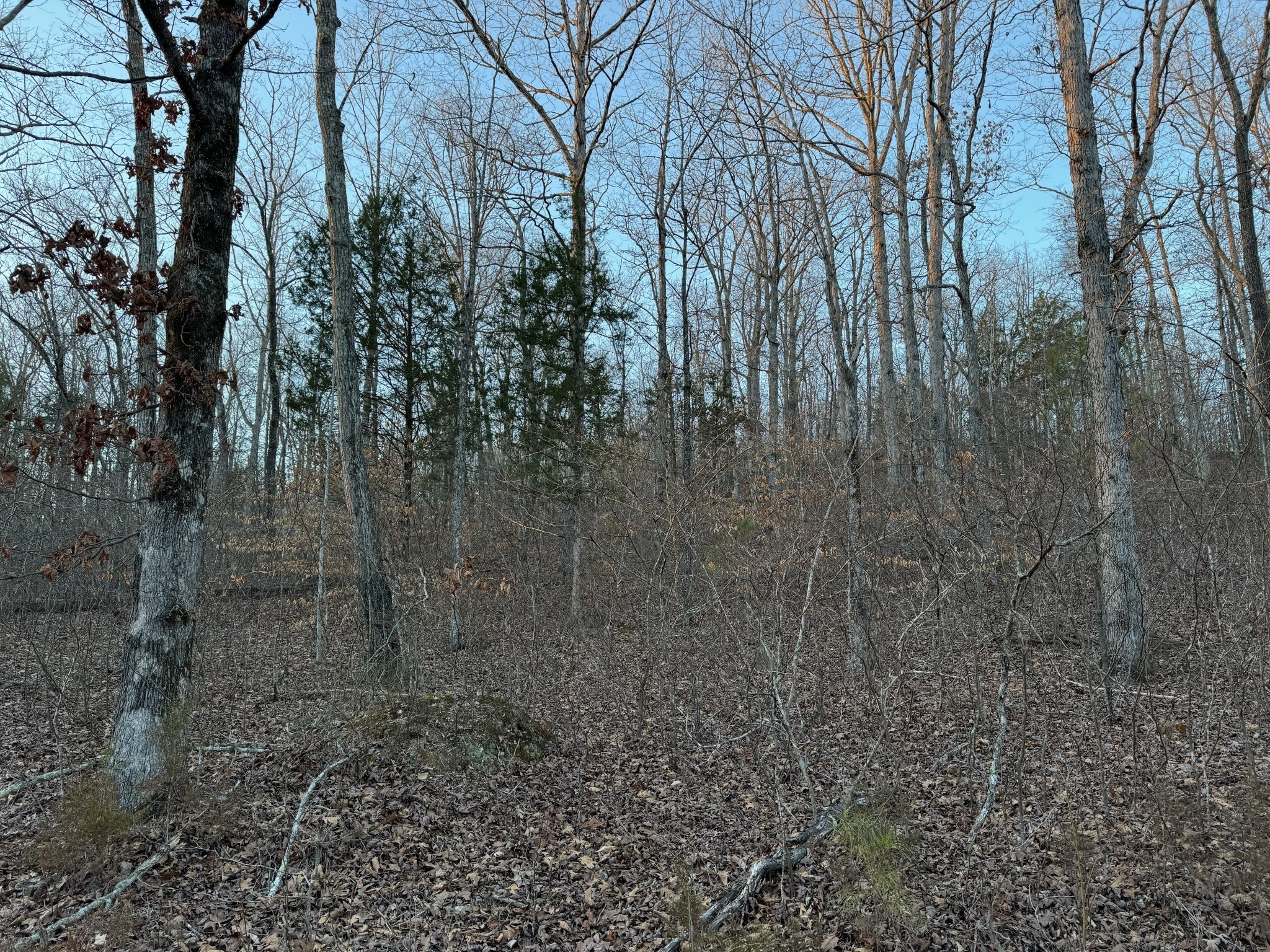 3900 Roan Creek Road Lobelville, TN 37097 - Photo 12 of 38 a view of a yard with lots of bushes