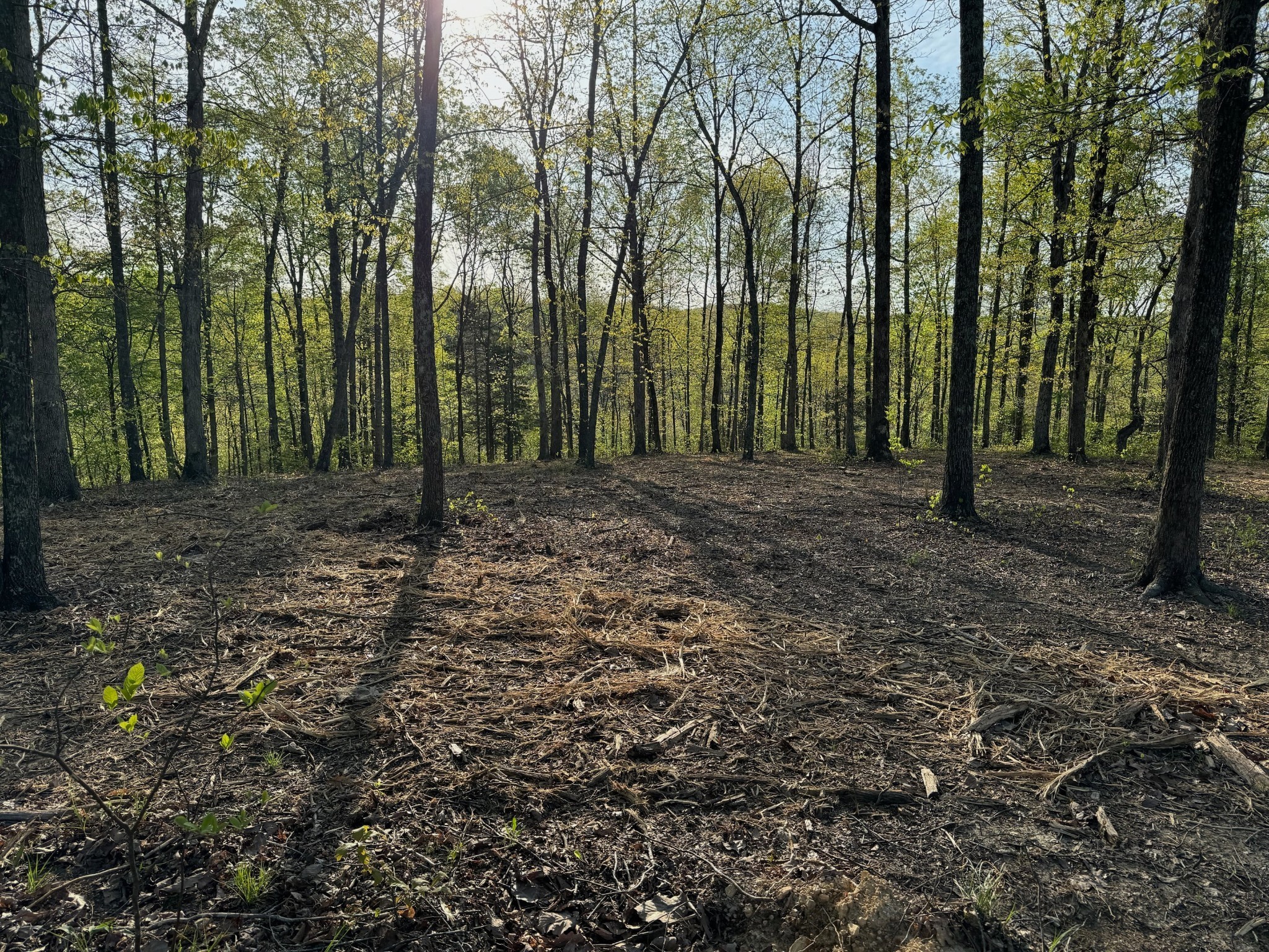3900 Roan Creek Road Lobelville, TN 37097 - Photo 2 of 38 a view of outdoor space with lots of trees