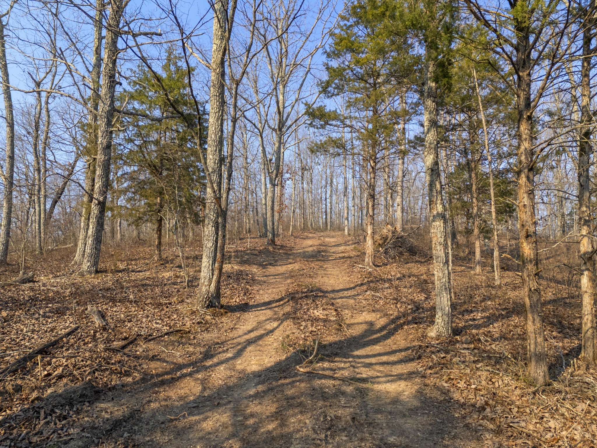 3900 Roan Creek Road Lobelville, TN 37097 - Photo 22 of 38 a backyard of a house with lots of green space