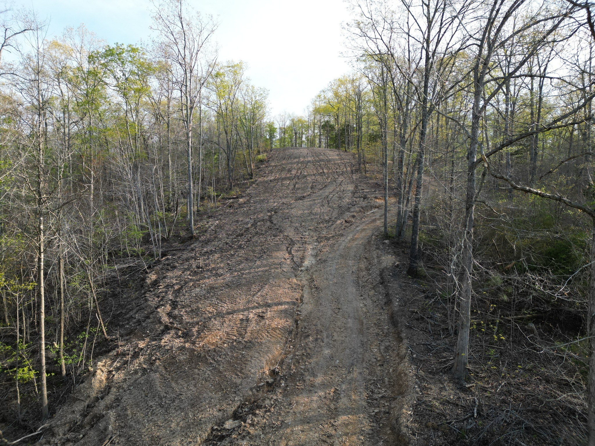 3900 Roan Creek Road Lobelville, TN 37097 - Photo 34 of 38 a view of a forest with lots of trees