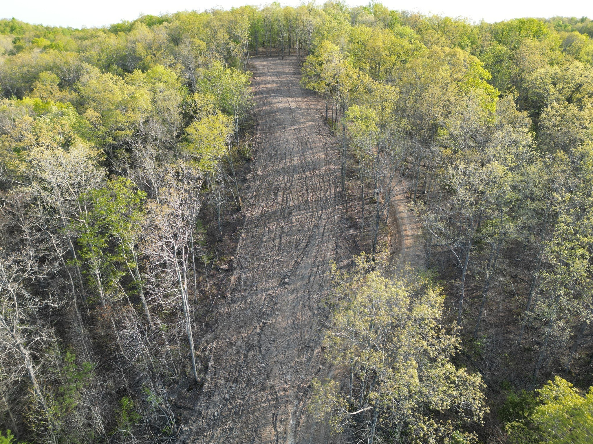 3900 Roan Creek Road Lobelville, TN 37097 - Photo 35 of 38 a view of a forest that has lots of trees
