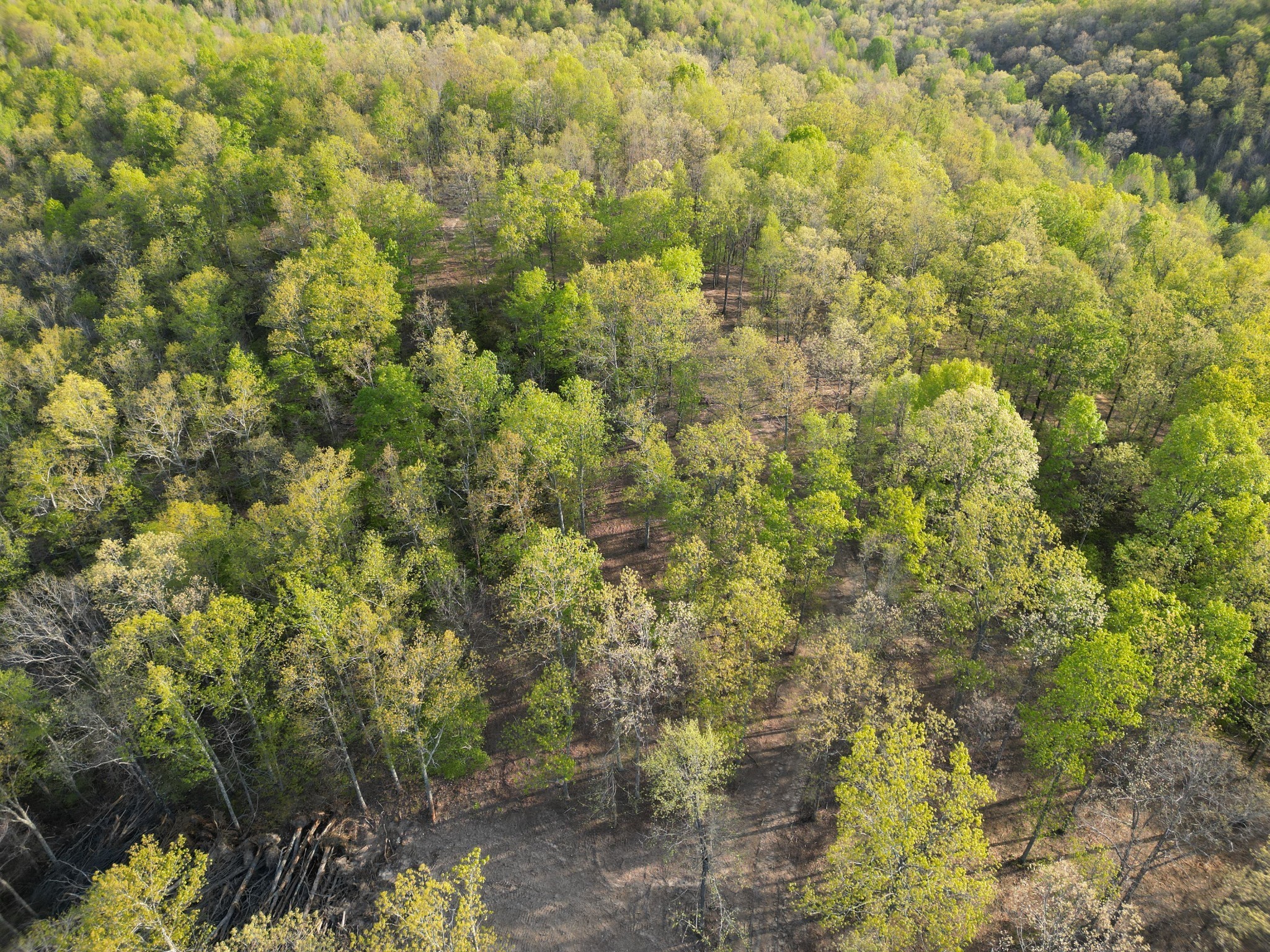 3900 Roan Creek Road Lobelville, TN 37097 - Photo 36 of 38 a view of a forest with a tree