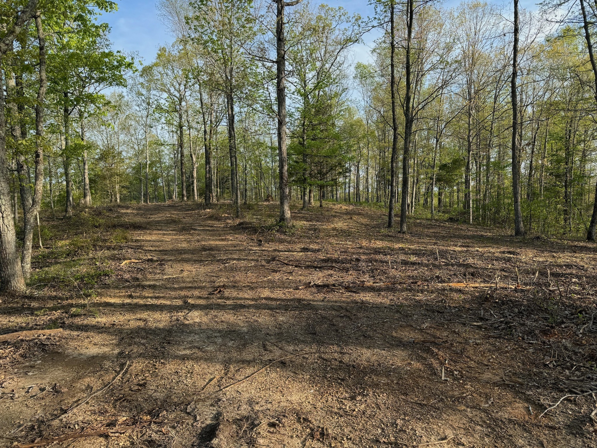 3900 Roan Creek Road Lobelville, TN 37097 - Photo 6 of 38 a view of outdoor space with trees