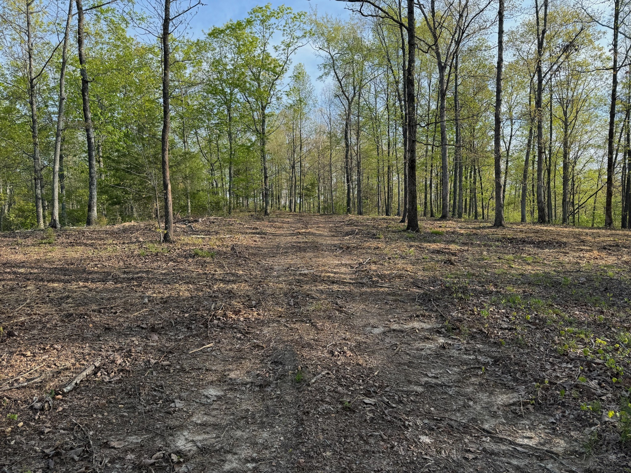 3900 Roan Creek Road Lobelville, TN 37097 - Photo 7 of 38 a view of outdoor space with trees